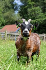 Close up portrait of a goat in green field. Farm animal photo. Cute domestic goat eats grass. 