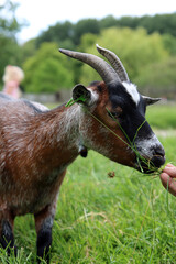 Naklejka na ściany i meble Domesticated goat close up photo. Farm animal portrait. Goat eating grass on the meadow. 