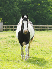 Piebald Horse In paddock