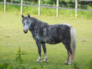 Grey Pony In Paddock