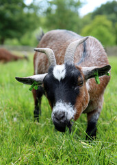 Naklejka na ściany i meble Close up portrait of a goat in green field. Farm animal photo. Cute domestic goat eats grass. 