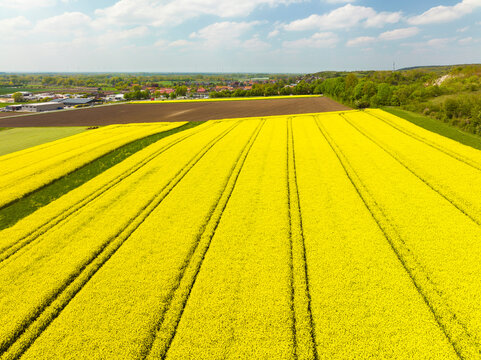 Aerial view of rapeseed field with tractor tracks and village Brochterbeck, Muensterland, Nordrhein-Westfalen,Germany.