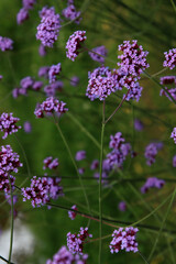 Fototapeta premium Beautiful verbena flowers close up photo. Small purple petals on green background. Summer nature photo. 