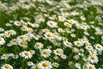 Selective focus shot of common daisies (Bellis perennis) in a field © Yang6/Wirestock Creators