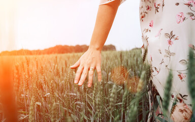 Wheat field hand woman. Young woman hand touching spikelets cereal field in sunset. Harvesting, summer sun, organic farming concept.