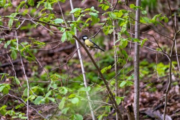Selective of a great tit (Parus major) on branches