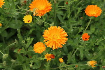 Meadow flowers close up photo. Yellow calendula flowers on a field. Summer garden photo. 