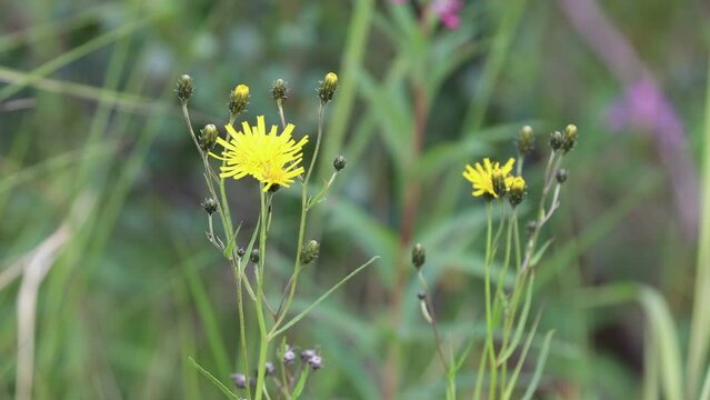 Crepis tectorum. Narrowleaf hawk's beard in summer in northern Siberia