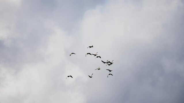 A flock of the wild geese in the sky. Thick white clouds. Slow-motion.