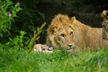 Löwe (Panthera leo) beim Fressen