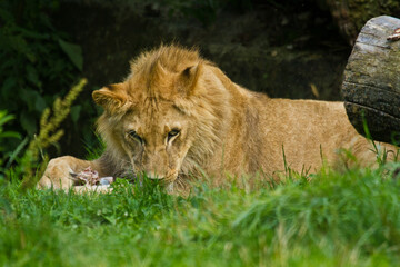 Naklejka na ściany i meble Löwe (Panthera leo) beim Fressen