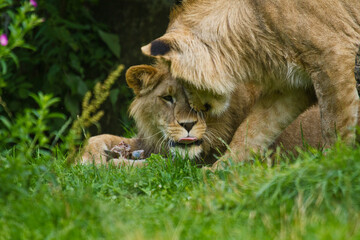 Löwe (Panthera leo) beim Fressen