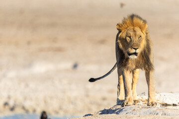 Löwe (Panthera leo) am Wasserloch