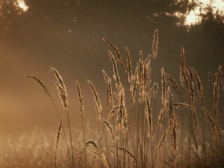 Aesthetic shot of golden grass in the sunlight © Mateusz Szymanski/Wirestock Creators