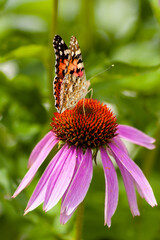 Obraz premium monarch butterfly on flower