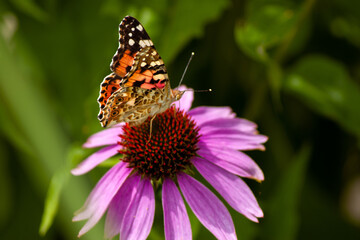 beautiful butterfly
