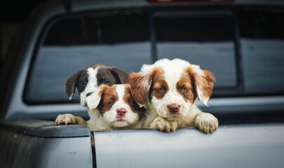 Three Cavalier King Charles Spaniels in the car trunk