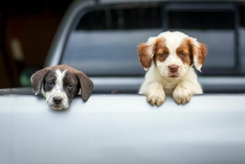 Two Cavalier King Charles Spaniels in the car trunk