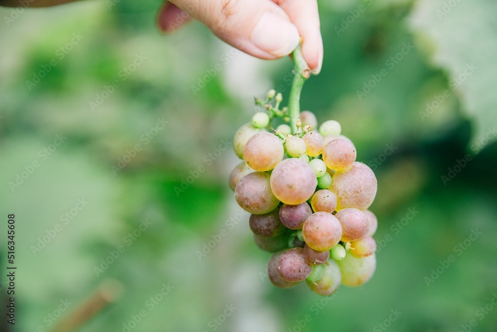 Poster Beautiful shot of a bunch of grape in a vineyard