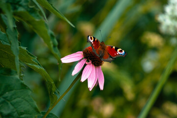 butterfly on a flower
