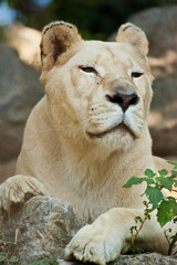 Transvaal-Löwe (Panthera leo krugeri)