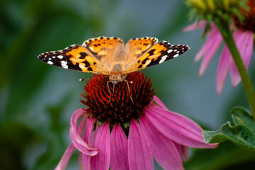 Obraz premium monarch butterfly on flower
