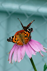 Fototapeta na wymiar two butterflies 