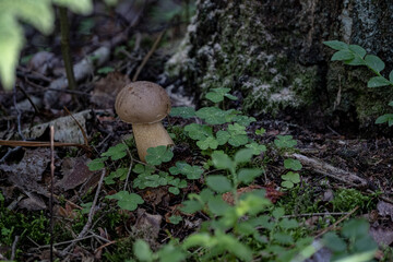 Tylopilus felleus fungus, commonly known as the bitter bolete or the bitter tylopilus