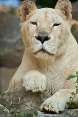 Transvaal-Löwe (Panthera leo krugeri)