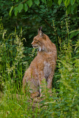 Eurasische Luchs oder Nordluchs (Lynx lynx)