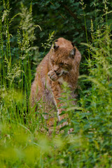 Eurasische Luchs oder Nordluchs (Lynx lynx)