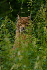 Eurasische Luchs oder Nordluchs (Lynx lynx)