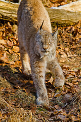 Eurasische Luchs oder Nordluchs (Lynx lynx)
