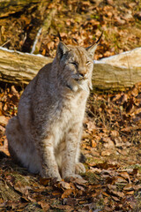 Eurasische Luchs oder Nordluchs (Lynx lynx)