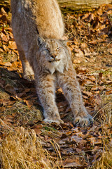 Eurasische Luchs oder Nordluchs (Lynx lynx)
