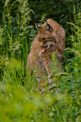 Eurasische Luchs oder Nordluchs (Lynx lynx)