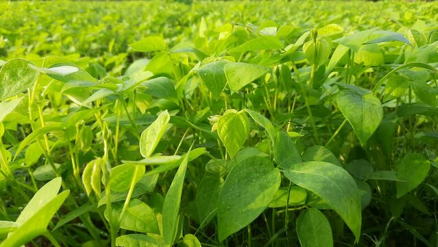 Macrotyloma uniflorum plant