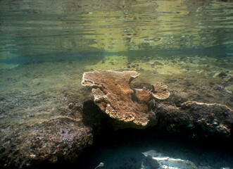 coral reef in the crystal clear waters of the caribbean sea