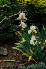 Iris germanica, White bearded iris flower © Nicolekandi/Wirestock Creators