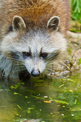 Waschbär (Procyon lotor)