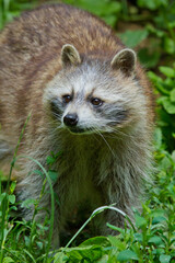 Waschbär (Procyon lotor)