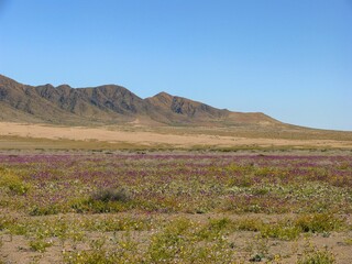 Scenic view of the Desierto Florido in Chile with mountains and a field of flowers on