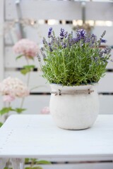 flowering lavender in a ceramic white pot on the wooden white table on the terrace