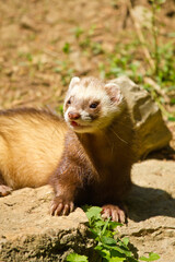 Frettchen (Mustela putorius furo)