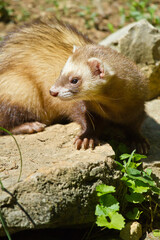 Obraz premium Frettchen (Mustela putorius furo)