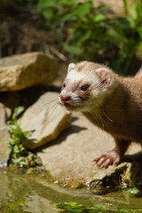 Frettchen (Mustela putorius furo)