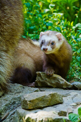 Obraz premium Frettchen (Mustela putorius furo)