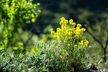 Grass with beautiful mount yellow flowers