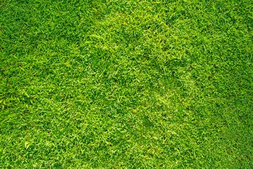 Green grass texture background, Abstract green lawn background with morning sunlight.the soccer...