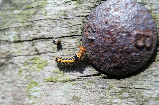 Closeup of an Acronicta tridens on a wooden board